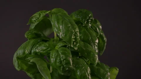 Basil Plant Rotating on Black Background with Water Drops Falling 4k 스톡 동영상 130912493