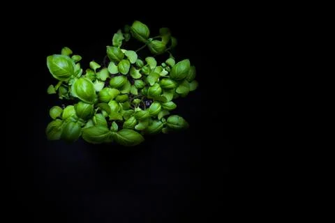 Basil Plant in Shadow with Empty Background Stock Photos