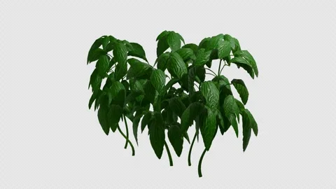 Basil plant swaying in summer wind, realistic animation with transparent Stock Footage 328624276