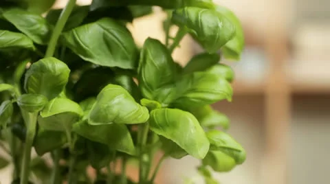 Basil plant tracking up Видео 22524109