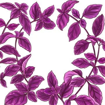 Basil plant vector frame Stock Illustration