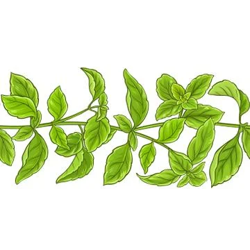 Basil plant vector pattern Stock Illustration