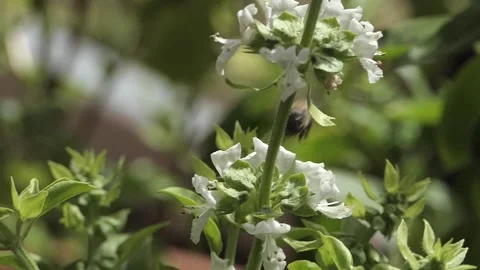 A BASIL PLANT IN WIND BEE SLO MO 1080 Vídeos de archivo 206836059