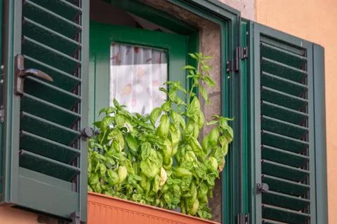 Basil plant in a window Stock Photos
