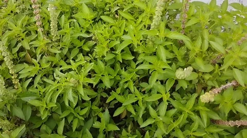 Basil plants for any cooking needs Stock Footage 219197432