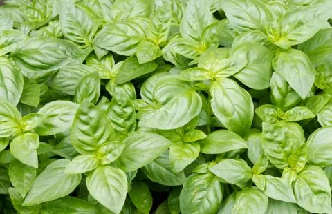 Basil plants on display Stock Photos