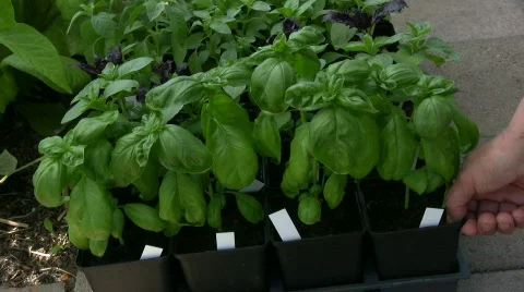 Basil plants Stock Footage 863576