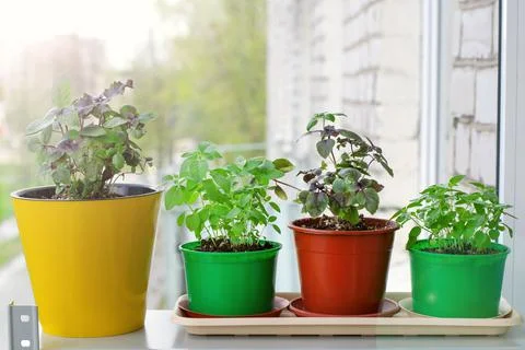 Basil plants in four pots on the window sill on the glazed balcony Foto stock