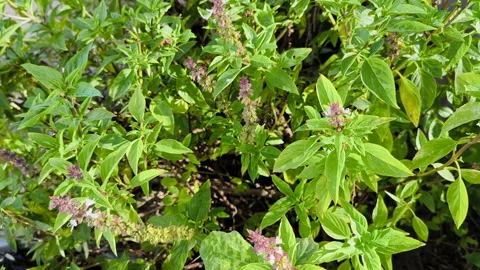 Basil plants in the garden Stock Footage 285159267