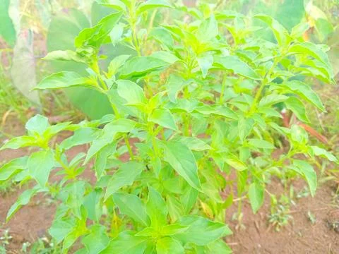 Basil plants in the garden Stock Photos