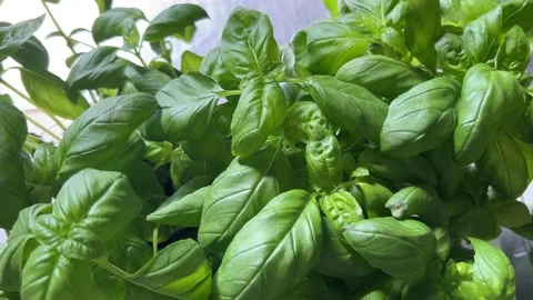 Basil plants with green leaves Stock Footage 309549852