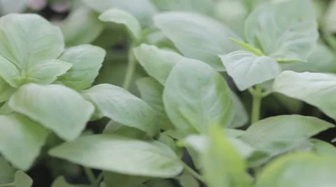 Basil plants a nursery Stock Footage 56623848