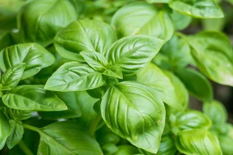 Basil plants ocimum basilicum Stock Photos
