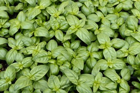 Basil plants 스톡 사진