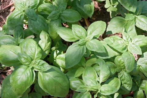 Basil plants Stock Photos