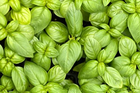 Basil Plants Stock Photos