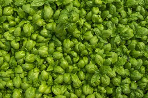 Basil plants Stock Photos