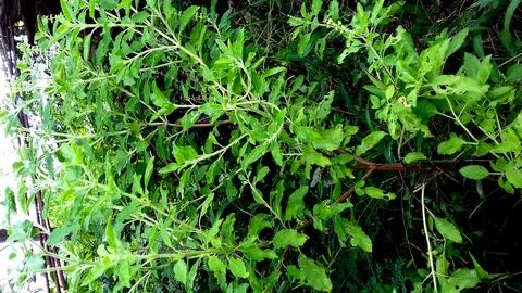 Basil Plant's photo. Stock Photos