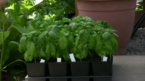 Basil plants in pot Stock Footage 863500