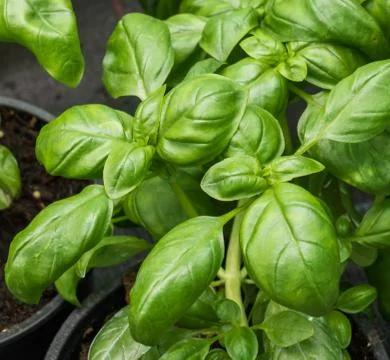 Basil plants in pots ocimum basilicum Stock Photos