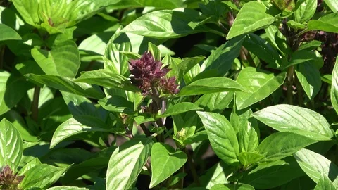 Basil plants in soil 스톡 동영상 87793611