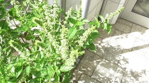 Basil plants while blooming, bees visiting Stock Footage 344530812