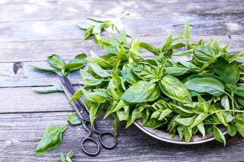 Basil on plate and scissors Fotos de archivo