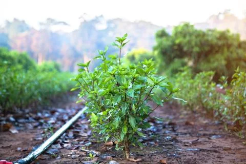 Basil in plots Stock Photos