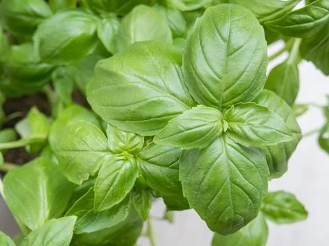 Basil in a pot from above Ocimum basilicum Stock Photos