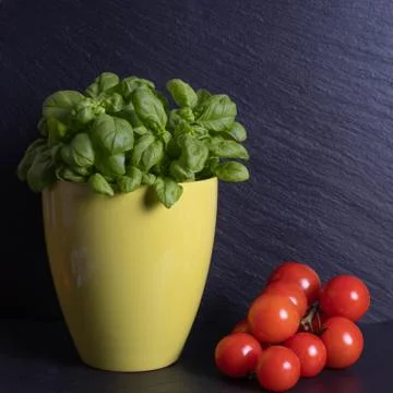 Basil in a pot and tomatoes on a table Stock Photos