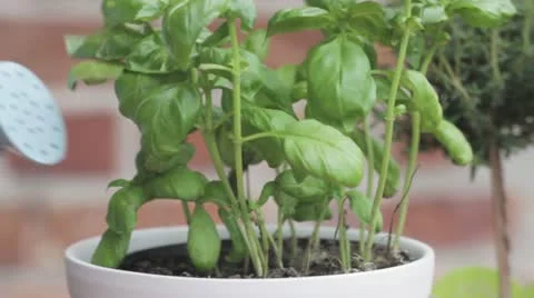 Basil in a pot being watered with a watering can Video stock 24672310