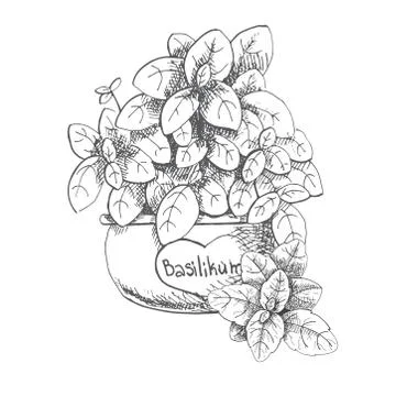 Basil in a pot. Fresh basil isolated on white background. Stock Illustration