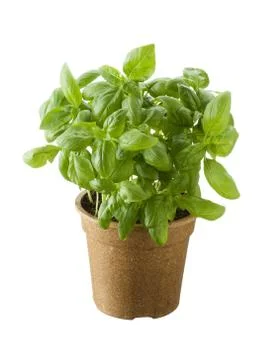 Basil in a pot isolated on white background Stock Photos