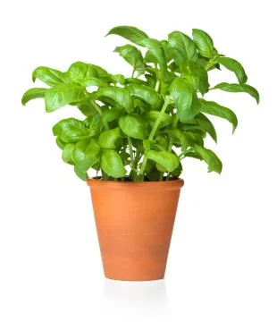 Basil in Pot Isolated on White Background Stock Photos