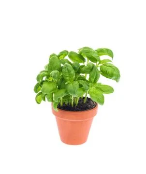 Basil in a pot isolated on white background. Stock Photos