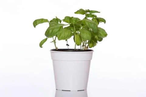 Basil in pot Stock Photos