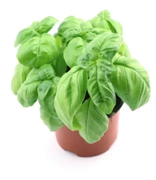 Basil in pot Stock Photos