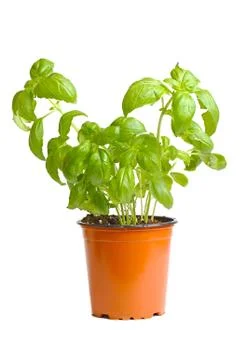 Basil in pot Stock Photos