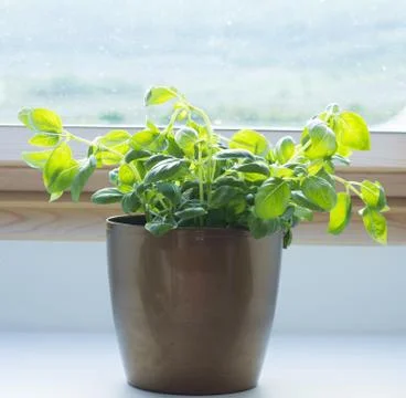 Basil in pot Stock Photos