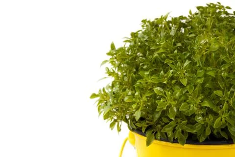 Basil in a pot Stock Photos