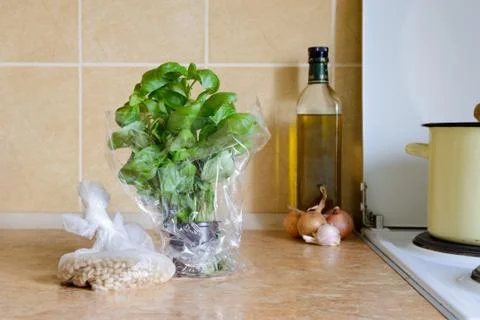 Basil in a pot, with Pinoli 写真素材