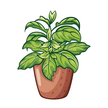 Basil in a pot. Vector botanical art. Aromatic herbs. Green plant, environmental Stock Illustration