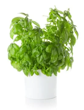 Basil in pot on white background Stock Photos