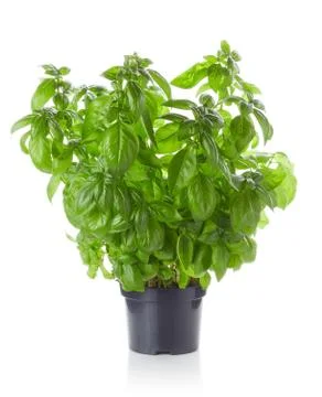 Basil in pot on white background Stock Photos