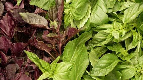 Basil. Purple basil. Green basil. Stock Footage 139398088