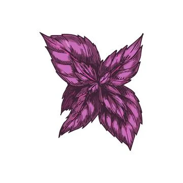 Basil with purple-reddish leaves isolated herb Stock Illustration