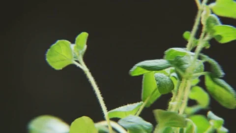 Basil in the Rain on Black Background Stock Footage 71051234