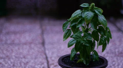 Basil in the rain Video stock 66779917