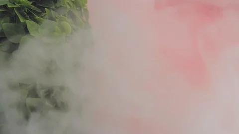 Basil on a red background, intro transition in smoke. Video stock 125653754