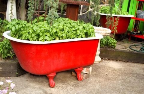 Basil in a Red Bathtub Stock Photos